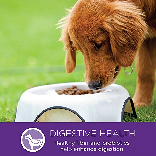 Wellness Complete Health Dry Dog Food, Small Breed, Wholesome Grains, Natural, Healthy Weight Turkey & Brown Rice Recipe, (4-Pound Bag)