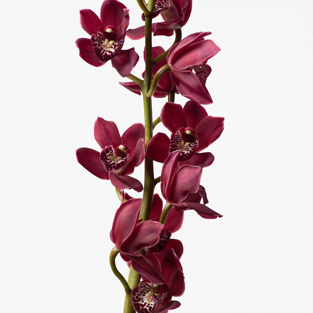 Calvin Klein Euphoria Body Lotion With Notes of Pomegranate, Black Orchid, Lotus Blossom & Mahogany Wood 6.7 fl oz