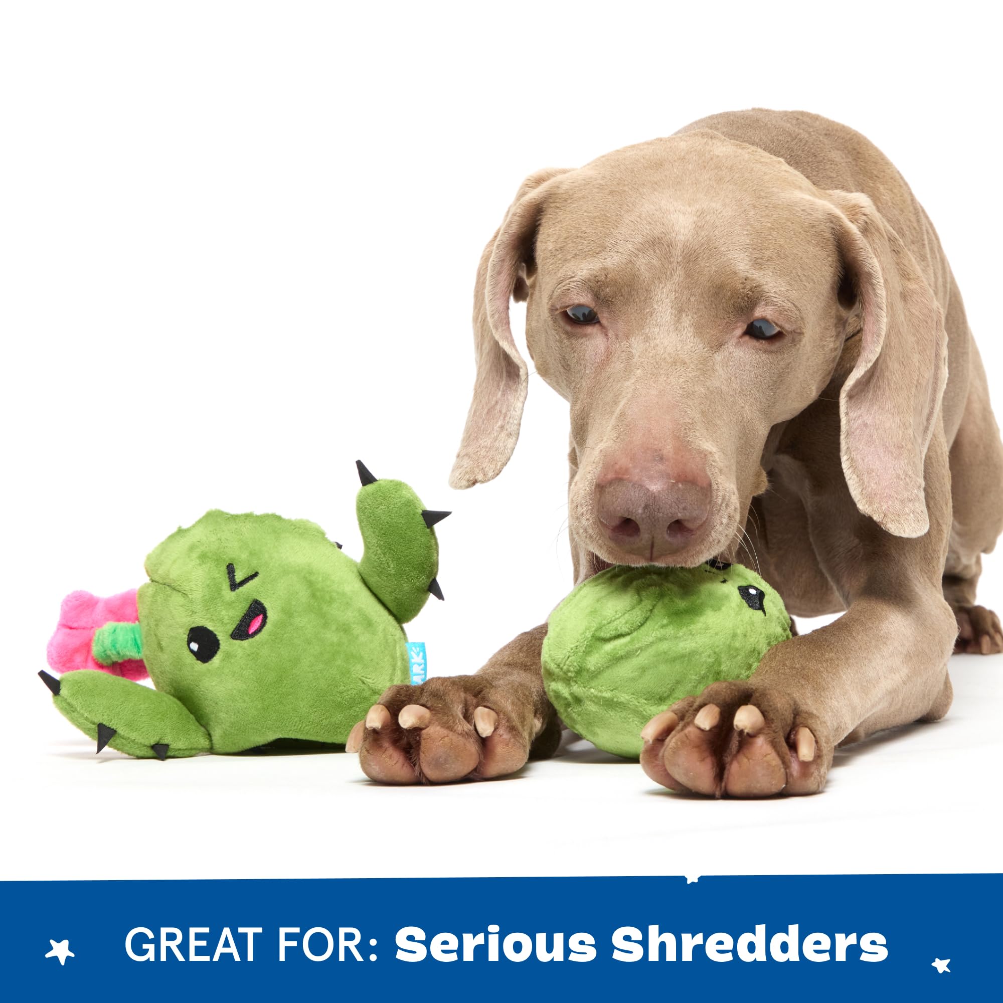 Barkbox Consuela the Cactus 2-in-1 Interactive Plush Dog Toy - Squeaky Dog Chew Toy with Crinkle Layers - for Large Dogs and Puppies