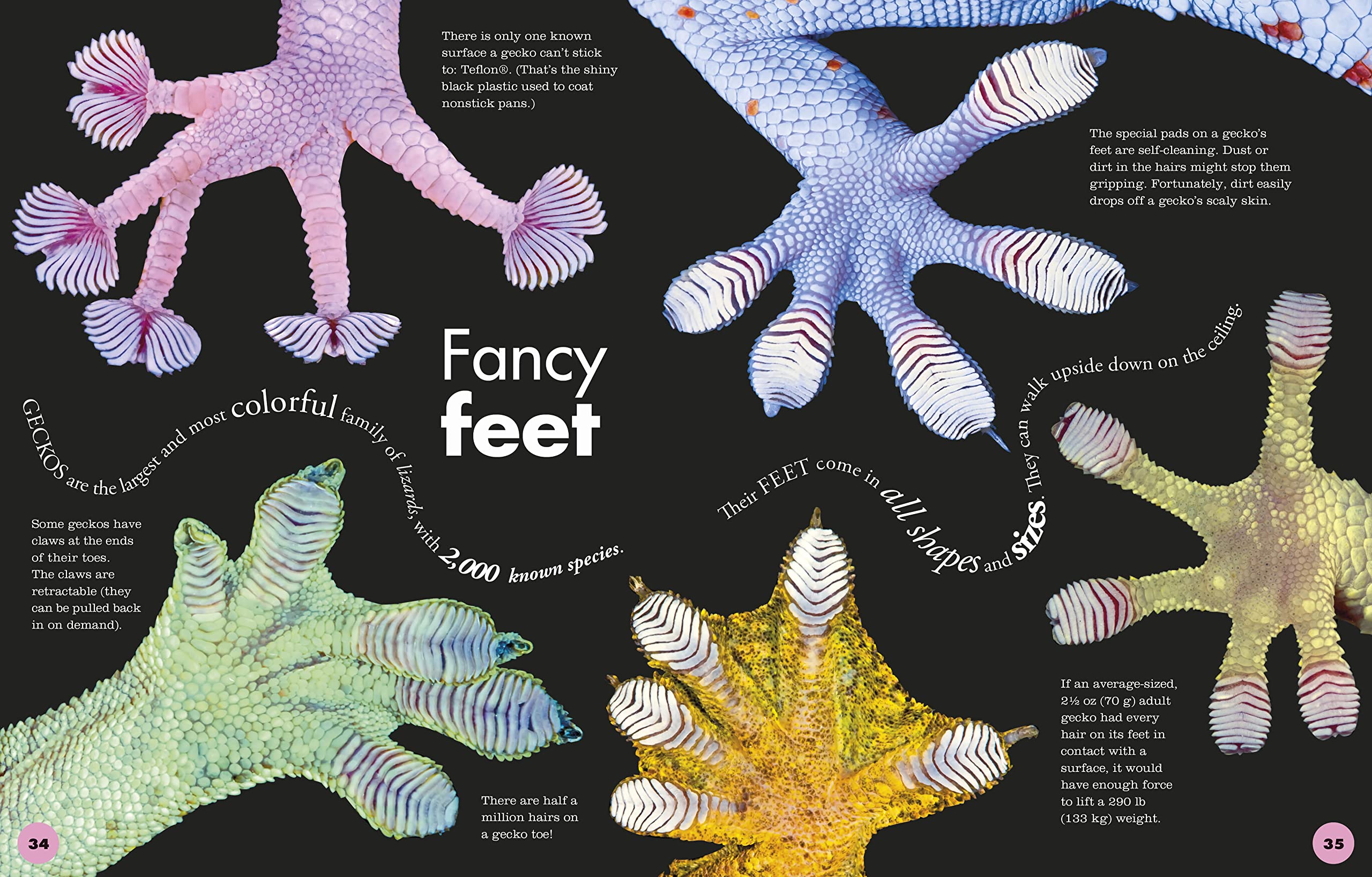Everything You Need to Know About Frogs and Other Slippery Creatures