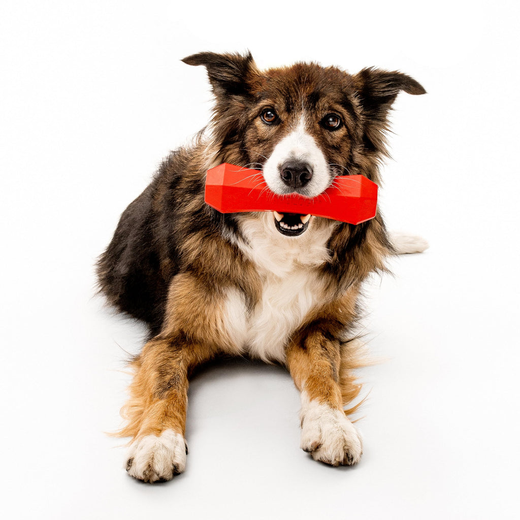 Playology Dog Toys | Squeaky Chew Stick for Large Dogs | Beef Scented Jumbo Fetch Toy | Squeaky Dog Chew Toy